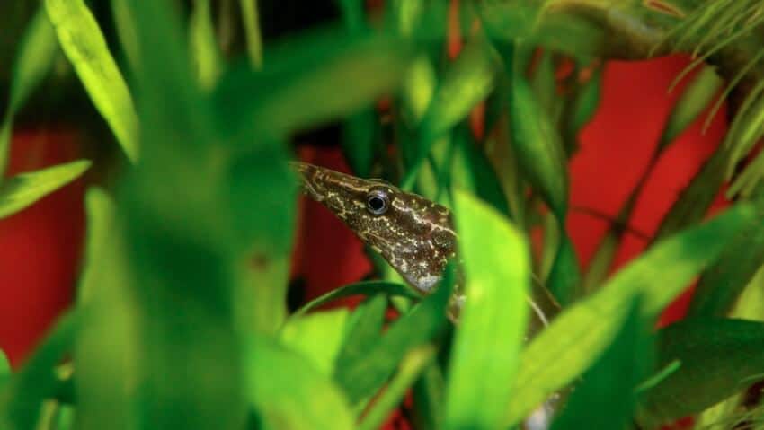 Macrognathus siamensis