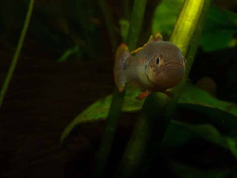 Un goujon paon nageant vers l'appareil photo.