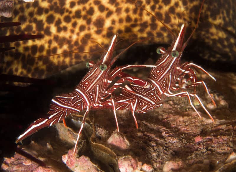 Deux Lysmata wurdemanni reposant sur un corail.