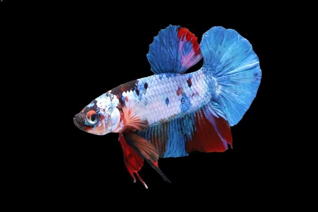 Poisson Plakat Betta coloré seul