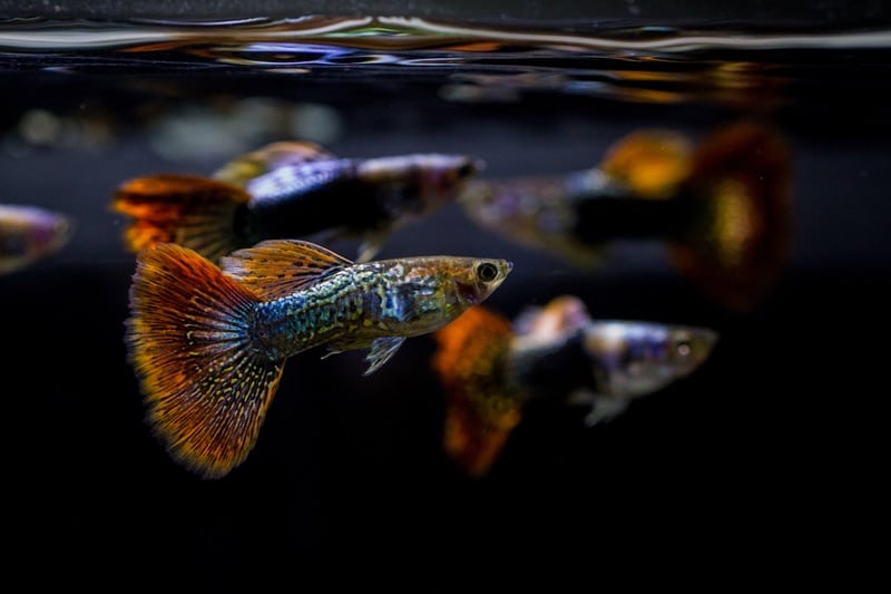 Quelques poissons guppy nageant ensemble et cherchant de la nourriture