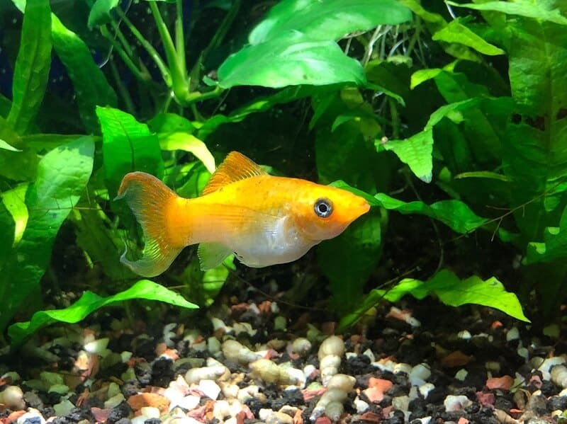 Un poisson molly jaune