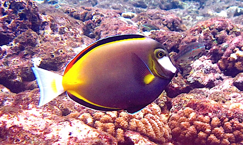 Par Divervincent - Travail personnel, CC BY-SA 3.0, https://commons.wikimedia.org/w/index.php?curid=17114283 Un acanthurus japonicus à la recherche de nourriture