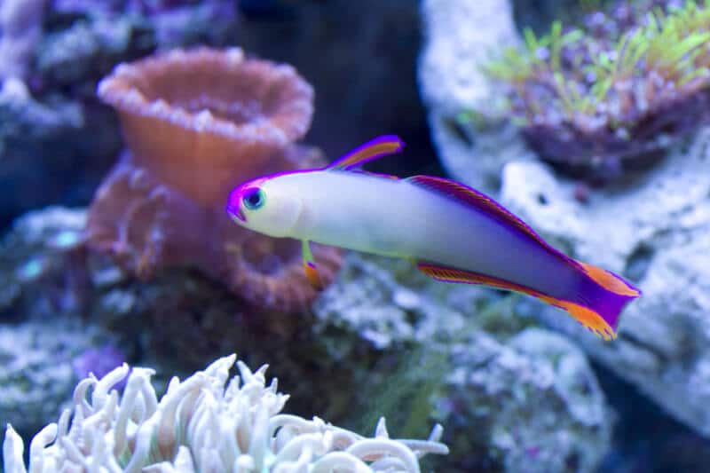 Un poisson-feu violet nageant dans un aquarium d'eau de mer.