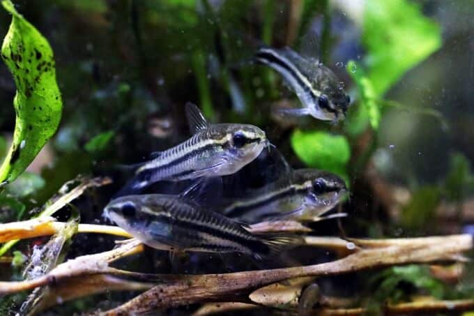 Un banc de corydoras pygmées