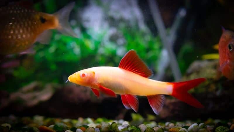 Requin arc-en-ciel albinos