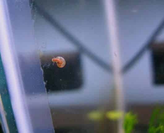 Un bébé escargot de Ramshorn sur la vitre d'un aquarium