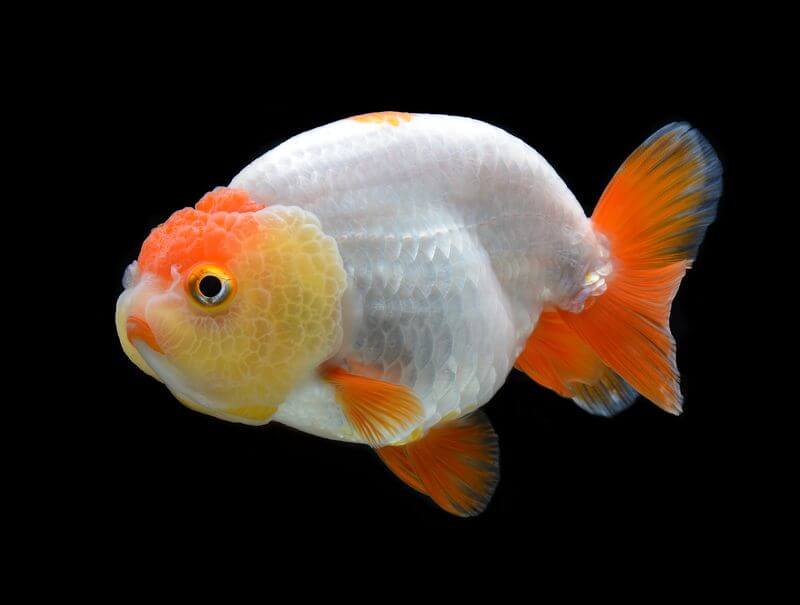 Un poisson rouge ranchu adulte