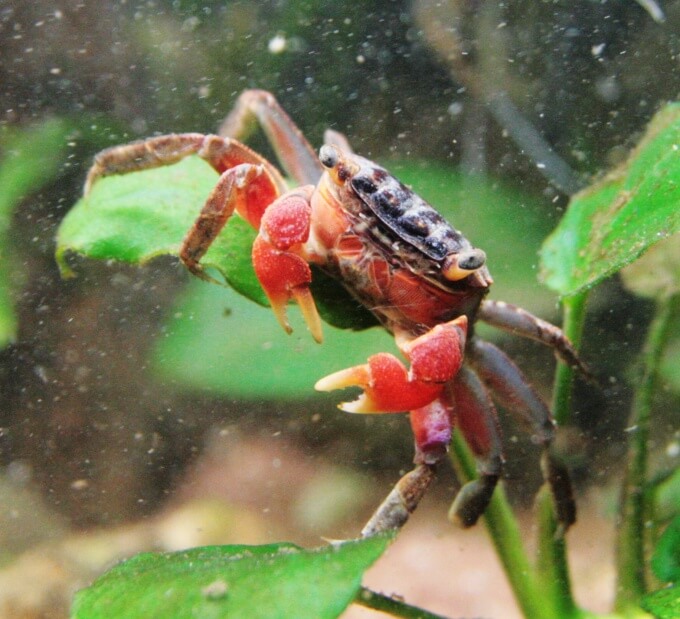 Un crabe à pinces rouges assis au sommet d'une plante