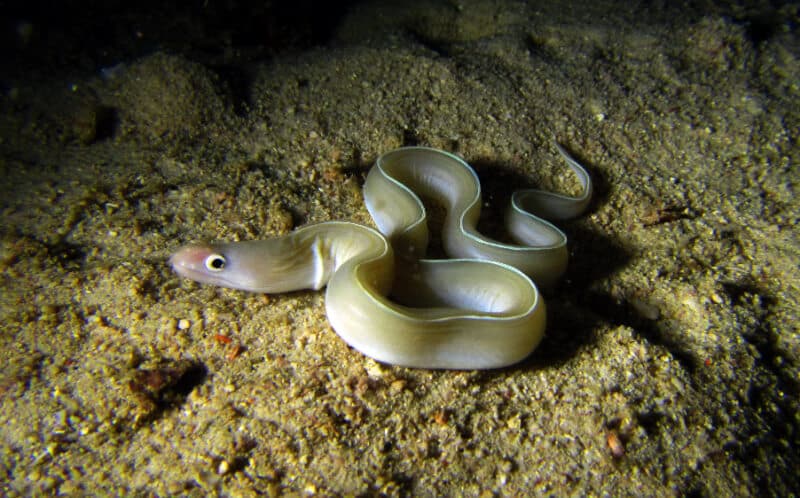 anguille ruban blanc