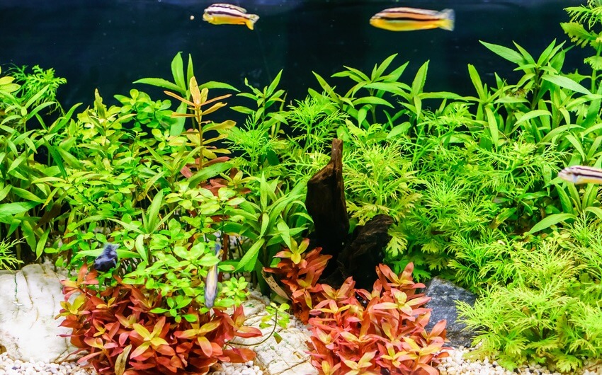 Plante d'aquarium Rotala indica