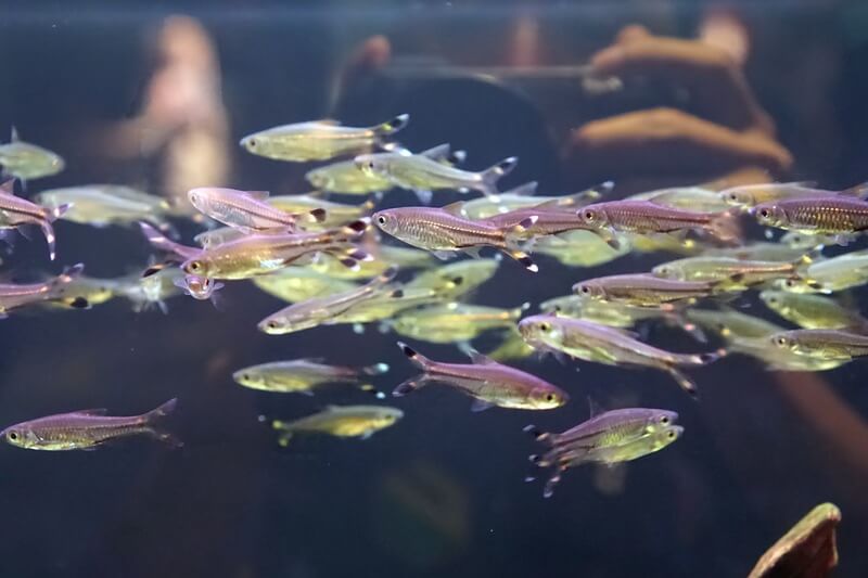 Rasbora trilineata en bonne santé dans un aquarium d'eau douce