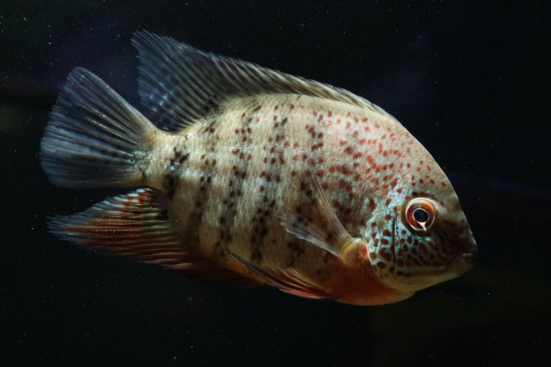 Heros severus dans un aquarium sombre