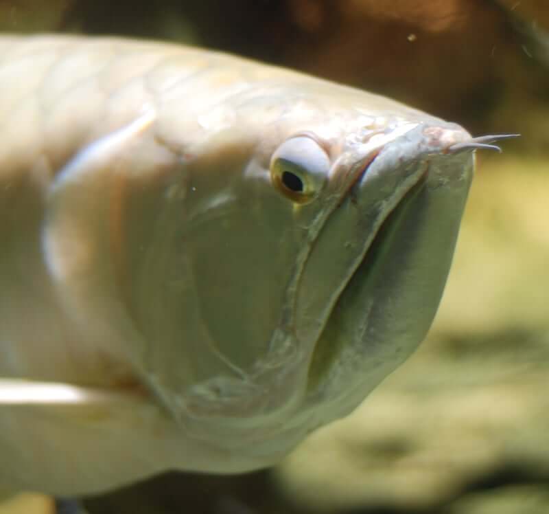 Un Arowana argenté à l'allure fougueuse de près