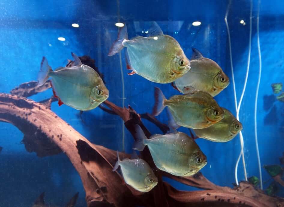 Banc de poissons argentés