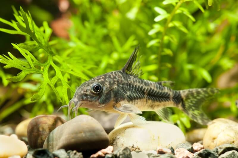 Les Meilleurs Poissons Mangeurs D escargots Pour Votre Aquarium