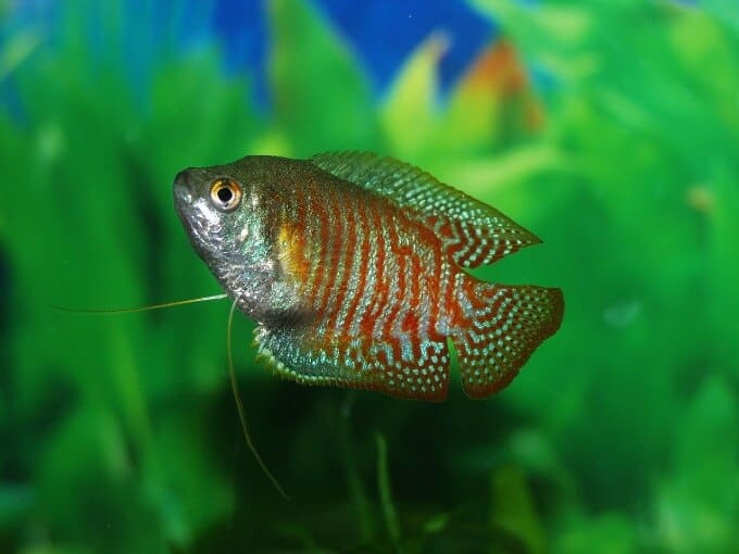 Un gourami mangeur d'escargots