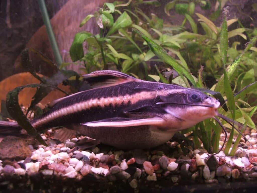 Un poisson-chat Raphael rayé fouillant le substrat de l'aquarium.