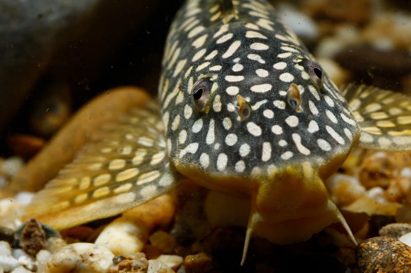 Scobinancistrus aureatus mangeant