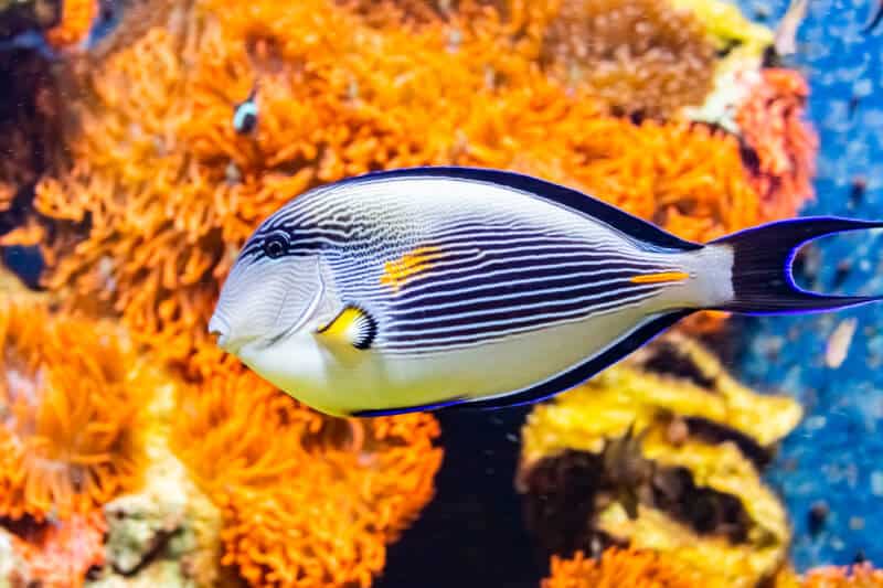 Un sohal tang nageant dans un aquarium d'eau de mer.