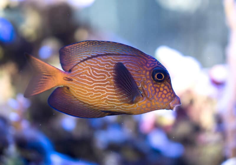 Un Ctenochaetus hawaiiensis à la recherche de nourriture