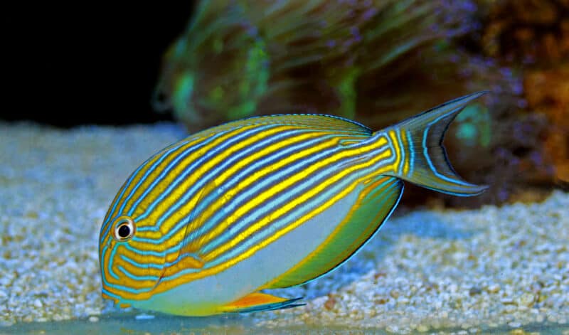 Tang clown nageant dans un aquarium d'eau salée