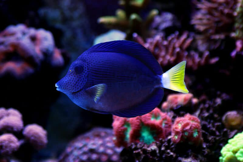 Tang violet nageant dans un aquarium d'eau salée