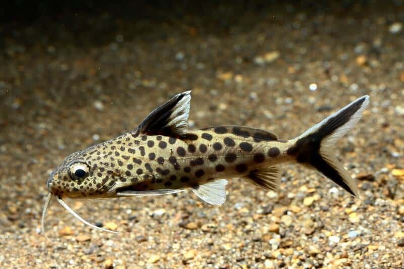 Poisson-chat Synodontis adulte