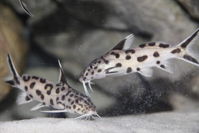 Deux poissons-chats Synodontis nageant ensemble