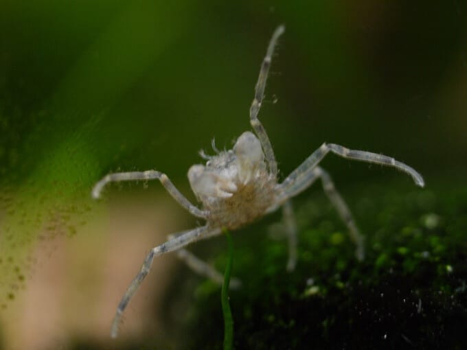 Limnopilos naiyanetri à la recherche de nourriture dans l'aquarium.