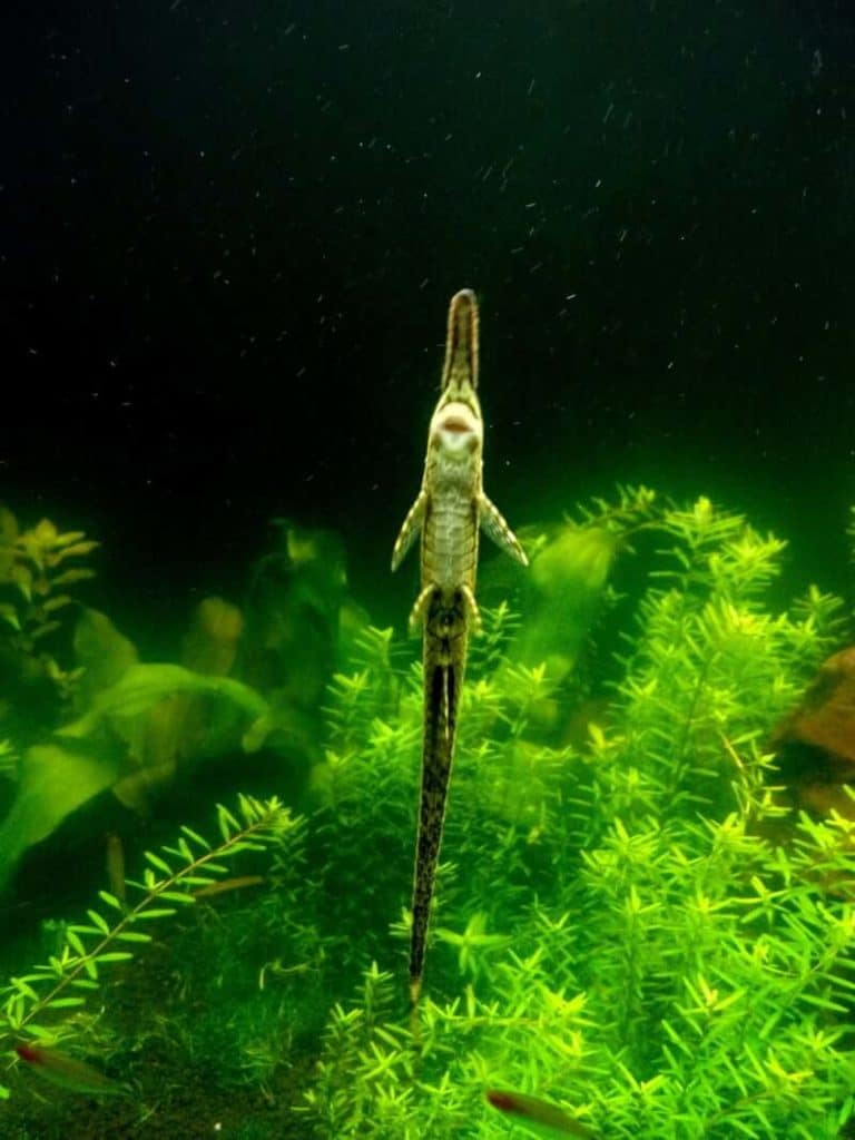 Poisson-chat Farlowella utilisant sa bouche de succion pour s'attacher à la vitre de l'aquarium.