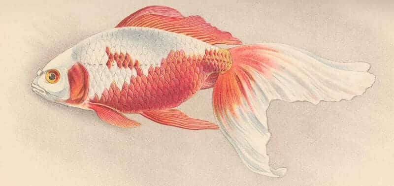 Illustration d'une race de poisson rouge Watonai