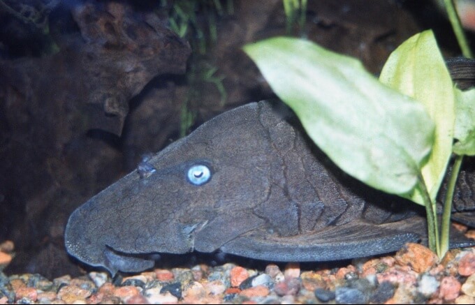 Un grand pleco aux yeux bleus sur le substrat la nuit