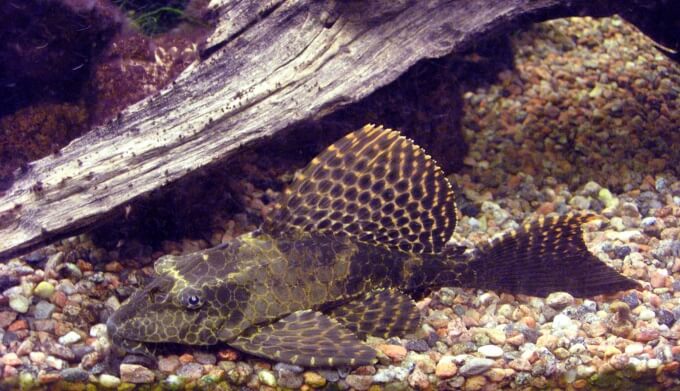 Un type de pleco populaire connu sous le nom de Sailfin