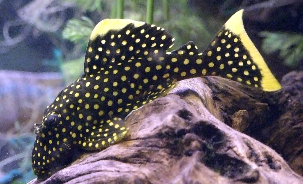 Un Pleco pépite d'or sur du bois flotté