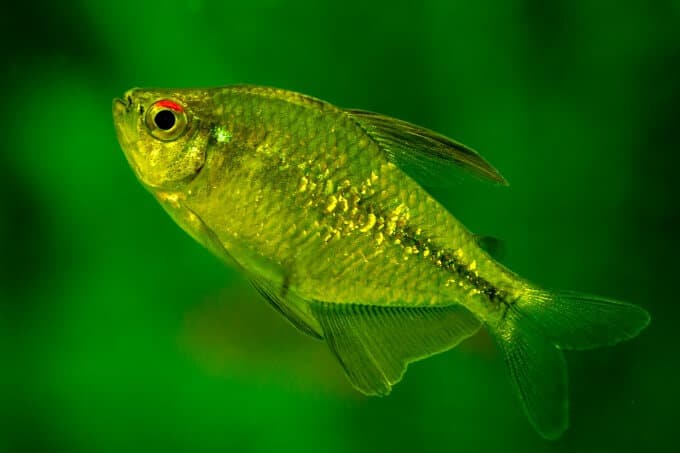 Un Diamond Tetra nageant vers le haut de l'aquarium.