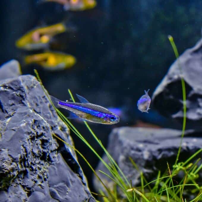 Un couple de tetras bleus nageant parmi d'autres espèces
