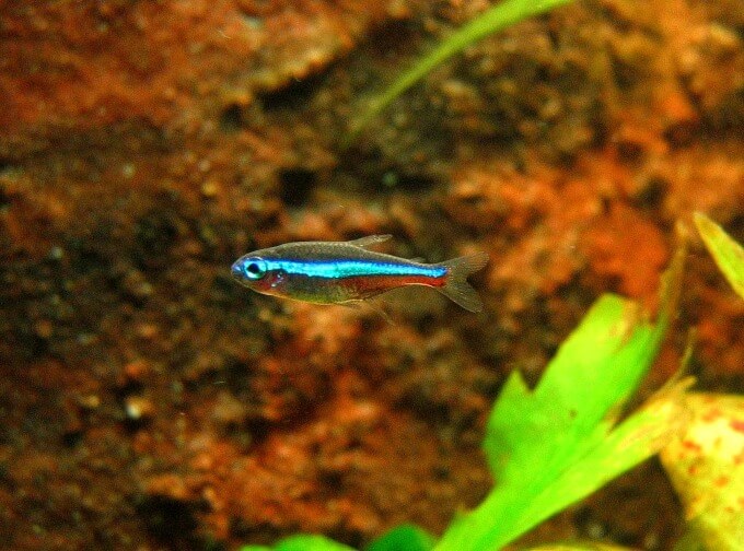 Tétra vert néon dans un aquarium d'eau douce bien planté