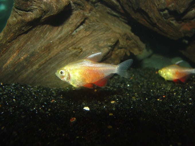 Deux Flame Tetras près du fond de l'aquarium