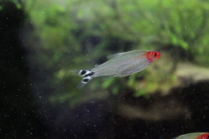 Une espèce populaire de tétra appelée Rummy Nose Tetra.