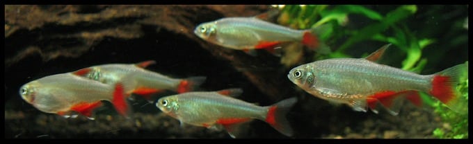 Un groupe de Bloodfin Tetra