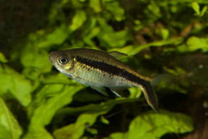 Un tétra manchot nageant rapidement