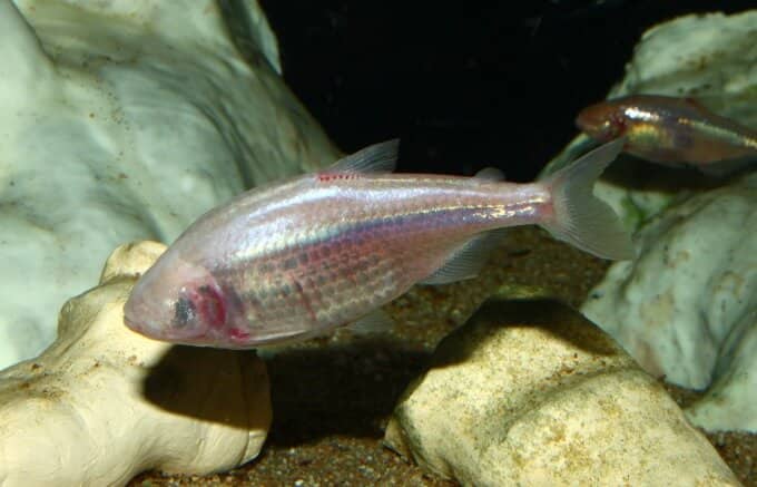 Deux tetras mexicains nageant au fond d'un aquarium sombre.