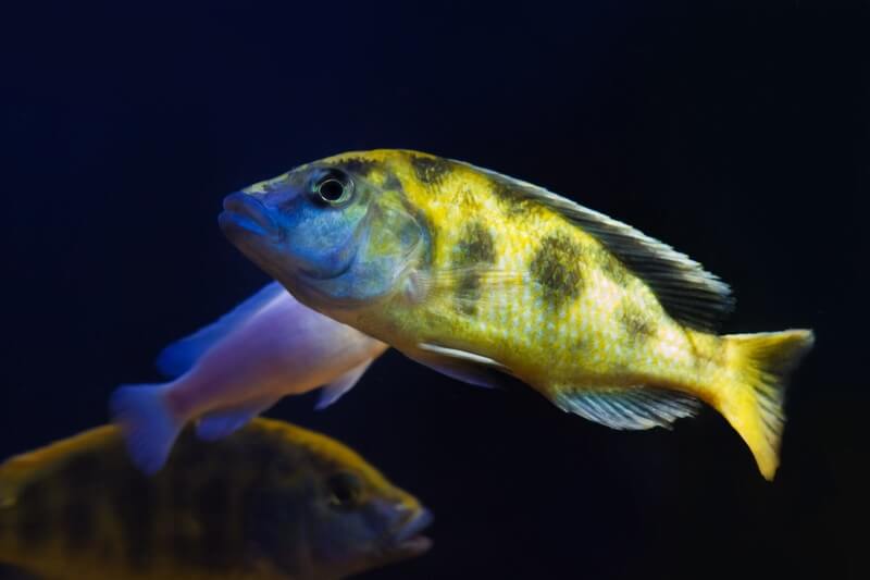 Un cichlidé girafe adulte nageant dans un grand aquarium.