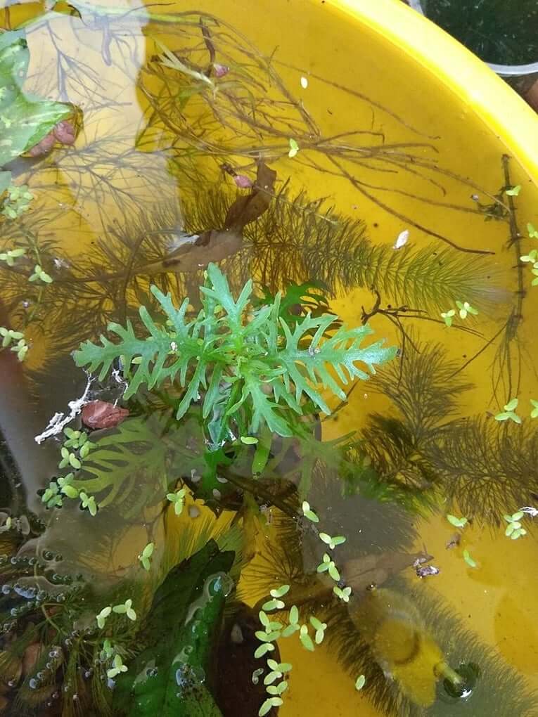 Taux de croissance de la glycine d'eau démontré dans un seau extérieur