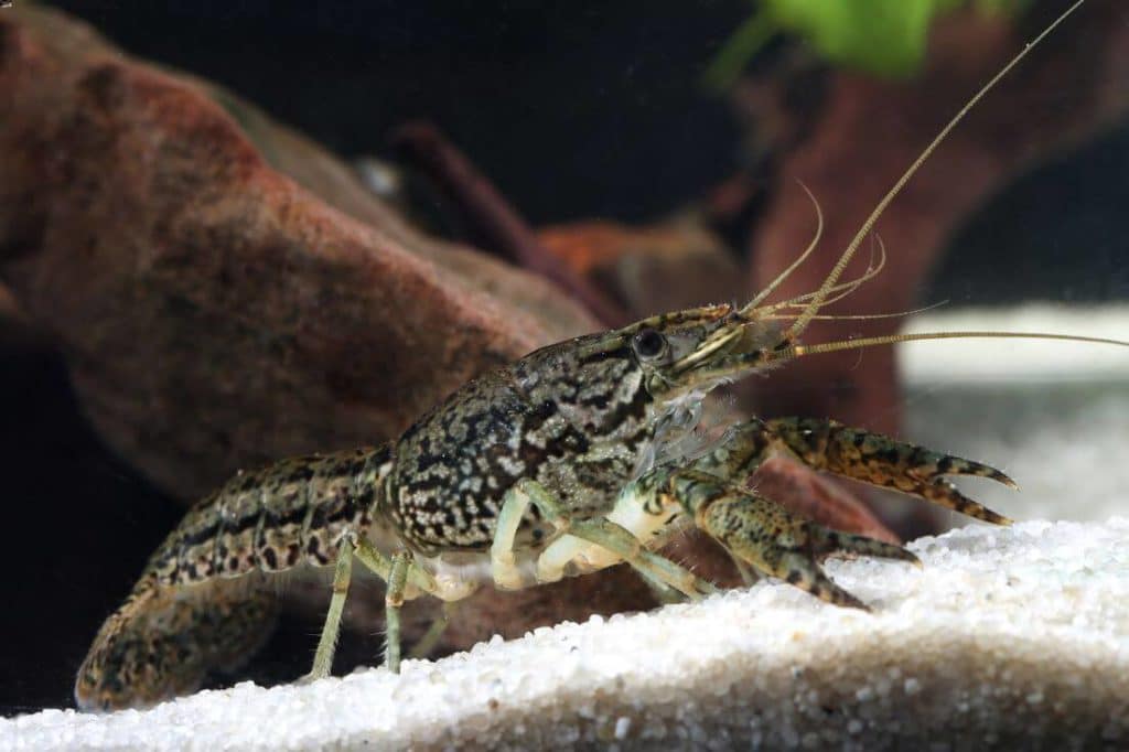 Une écrevisse mangeant dans un aquarium