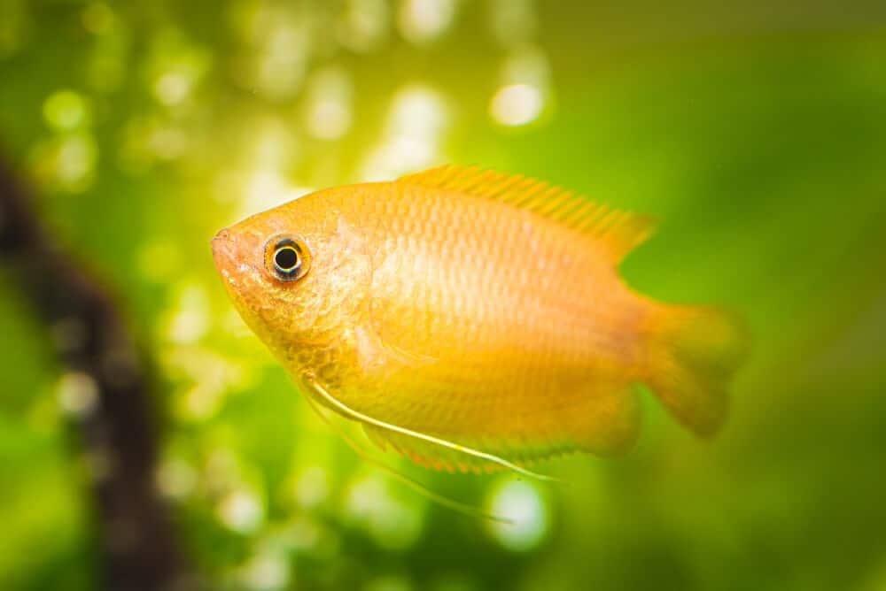 Un gourami miel dans un aquarium communautaire