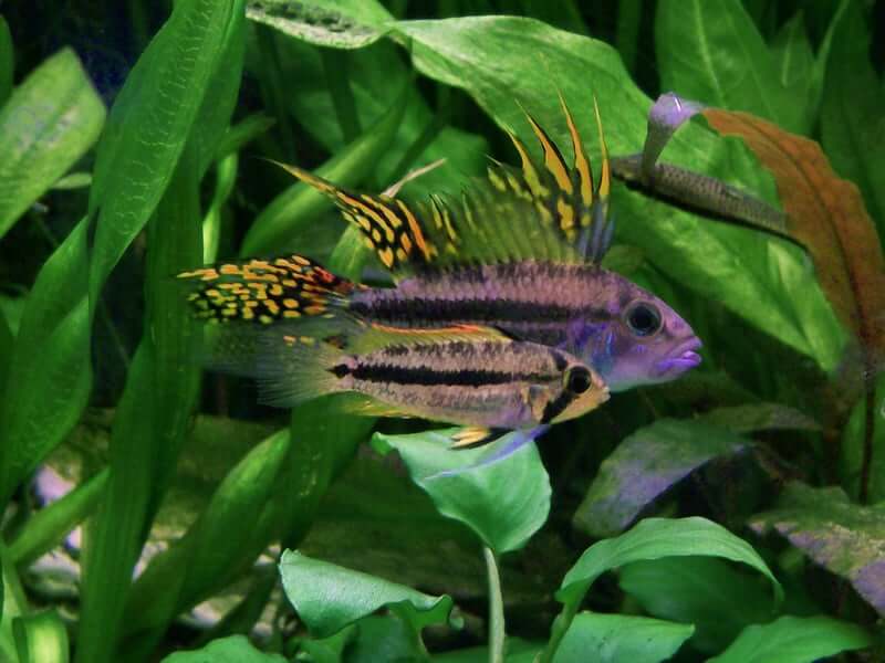 Deux Apistogramma cacatuoides nageant ensemble dans un aquarium.