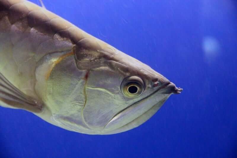 Un Arowana argenté adulte