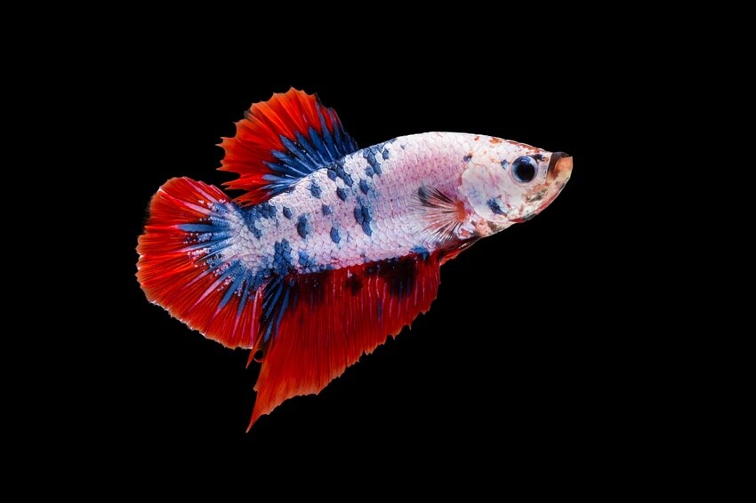 Un Plakat Betta rouge et bleu en train de nager